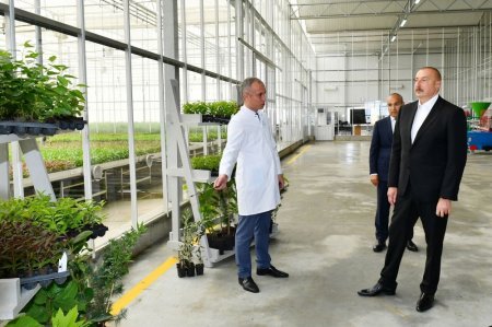 Prezident İlham Əliyev: Abşeron torpaqları zeytun, badam yetişdirmək üçün ən münbit torpaqlardır